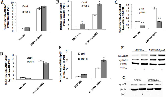 Activation of Sphk1/S1P signaling upregulated expression of cyclin D1 and NF-&#x03BA;B-p65.