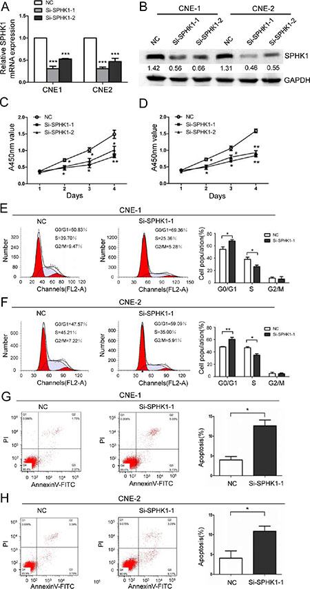 The downregulation of SPHK1 inhibits NPC cell proliferation and induces cell cycle arrest and apoptosis.