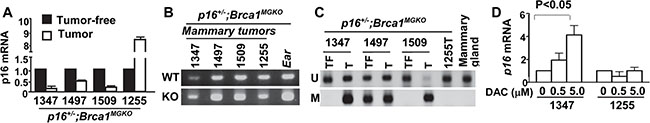 Promoter methylation silences p16 expression in p16+/&#x2013;;Brca1MGKO tumors.
