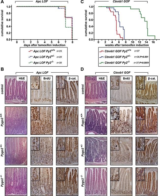 Knockout of Pygo2 completely rescues the initial phase of intestinal hyperproliferation induced by &#x00DF;-catenin (Ctnnb1) gain-of-function, but not of Apc loss-of-function.