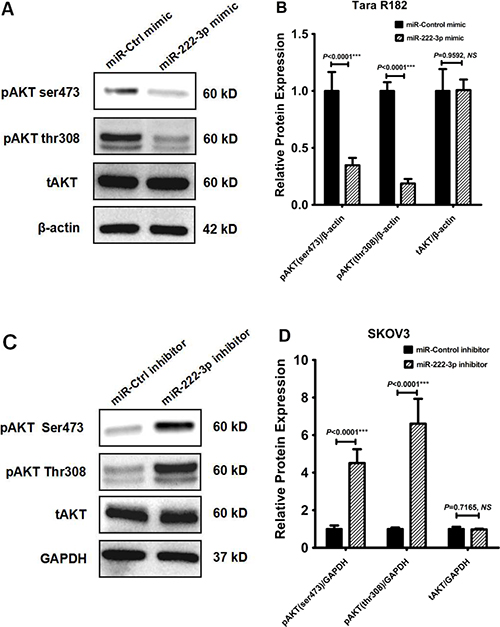 MiR-222-3p overexpression reduces ovarian cancer cell proliferation by inhibiting phosphorylation of AKT.