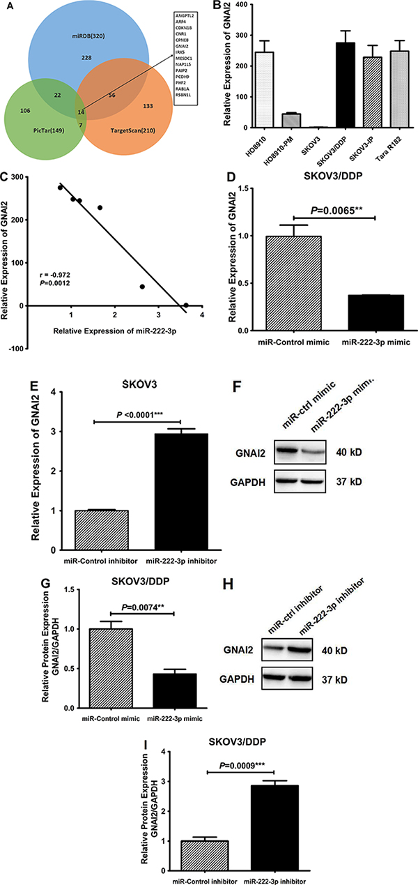 miR-222-3p down-regulates GNAI2 mRNA and protein levels.