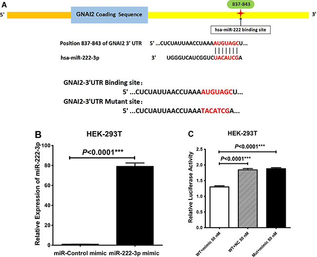 miR-222-3p directly targets the 3&#x2019;UTR of GNAI2.