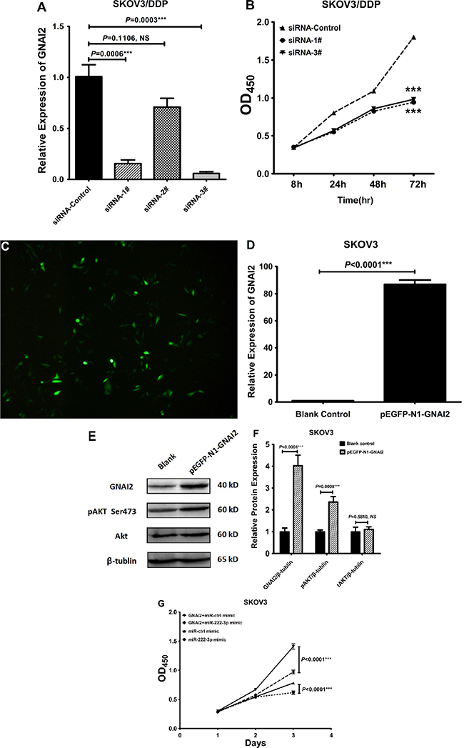 MiR-222-3p suppresses EOC cell proliferation via GNAI2/AKT pathway.