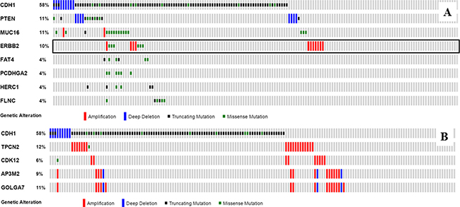 Significant mutations and CNVs associated with CDH1 alterations in ILC.