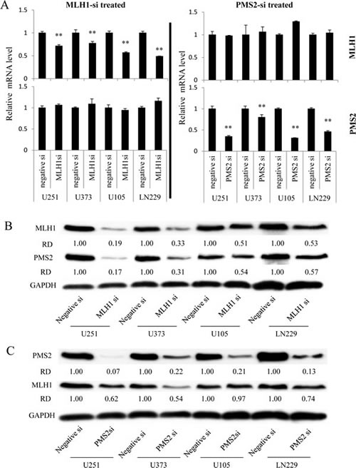 Effect of MLH1 or PMS2-specific siRNA treatment on MLH1 or PMS2 expression in several GBM cell lines.