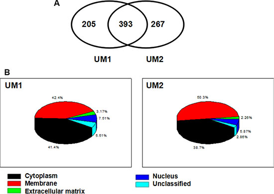 LC-MS/MS analysis and identification of membrane/membrane-associated proteins in UM1 and UM2 cells.