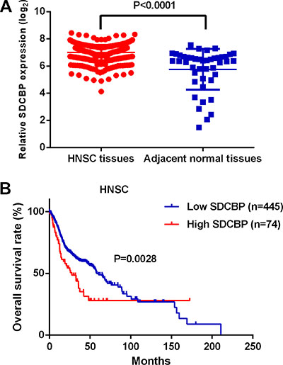 The expression level and clinical significance of SDCBP in HNSC.