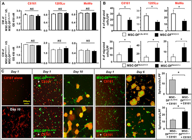 Differential effects of Notch1 activation and inactivation in MSC-DF on melanoma cell behavior in vitro