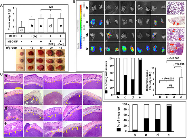 MSC-DFNotch1-/- selectively promote melanoma invasion and metastasis in vivo.