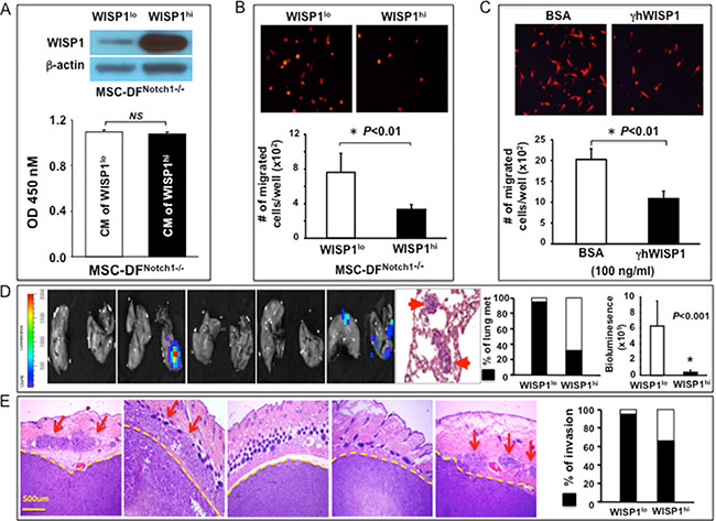 WISP-1 mediates Notch1-determined metastasis-regulating function of MSC-DF.
