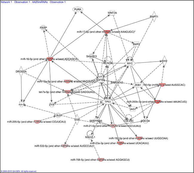 Ingenuity Pathway Analysis (IPA) showing the main gene network interaction of 12 out of the 26 miRNA panel identified.
