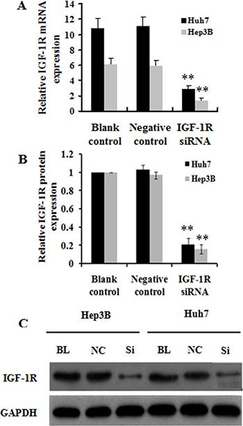 Effect of IGF-1R knockdown by RNAi on IGF-1R expression in Huh7 and Hep3B cells.