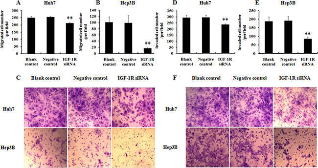 Effect of IGF-1R knockdown by RNAi on the migration and invasion of Huh7 and Hep3B cells.