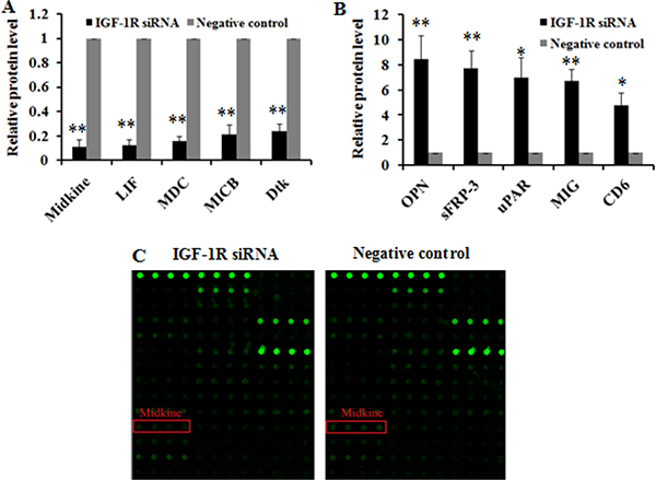 The top 10 cytokines differentially expressed due to IGF-1R knockdown by RNAi in Huh7 cells.