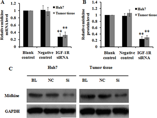 Effect of IGF-1R knockdown by RNAi on midkine expression in Huh7 cells and tumor tissues of nude mice.