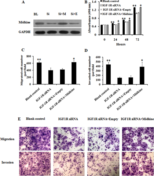 Ectopic overexpression of midkine rescued inhibition of Huh7 cell proliferation, migration, and invasion by IGF-1R knockdown.