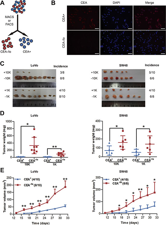Tumorigenic capacity of CEA+ and CEA/lo cells purified from LoVo and SW48 cells.