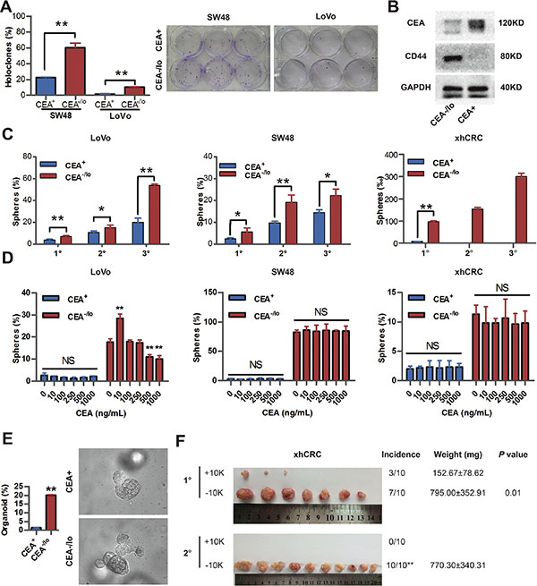 CEA-/lo CRC cells exhibit cancer stem-like features.