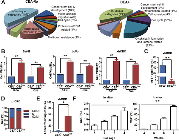 Distinct molecular and biological properties of CEA-/lo and CEA+ CRC cells.