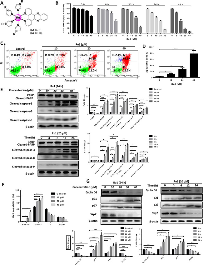 Ru1 induces growth inhibition and apoptosis in A549 cells.