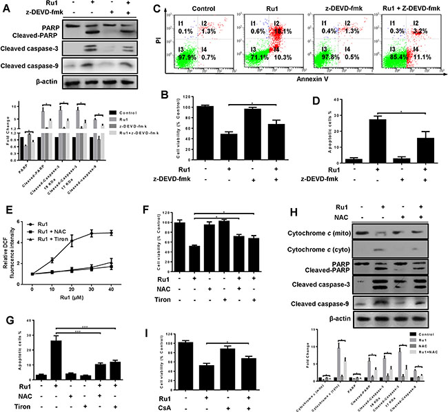 Ru1-induced apoptosis is partially caspase 3-dependent by triggering ROS-mediated mitochondrial dysfunction in A549 cells.