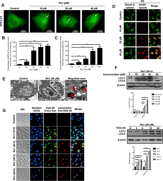 Ru1 induces autophagy and autophagic flux in A549 cells.