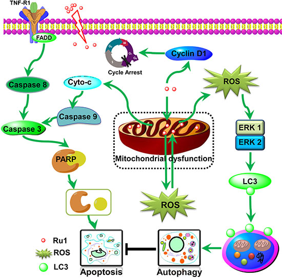 Scheme 1: Proposed apoptosis and autophagy pathways induced by Ru1 in A549 cells.