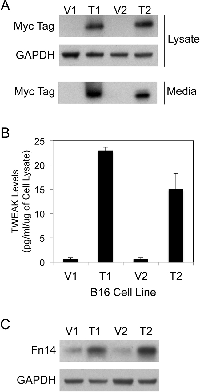 Human sTWEAK overexpression in murine B16 melanoma cells increases Fn14 expression.