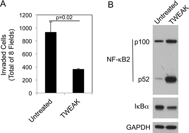 TWEAK treatment of human A375 melanoma cells decreases invasion and activates both the canonical and non-canonical NF-&#x03BA;B pathways.