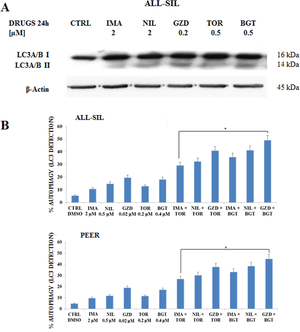 Imatinib, Nilotinib and GZD824 with BGT226 or Torin-2 induced autophagy in NUP214-ABL1-positive T-ALL cell lines.