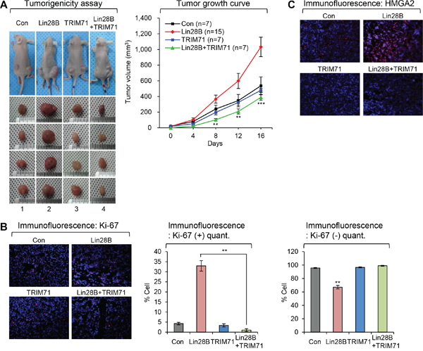 TRIM71 inhibits tumor growth initiated by Lin28B.
