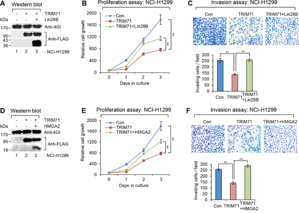 Tumorigenesis-inhibitory function of TRIM71 is antagonized by overexpression of its downstream targets, Lin28B and HMGA2, in NCI-H1299 cells.
