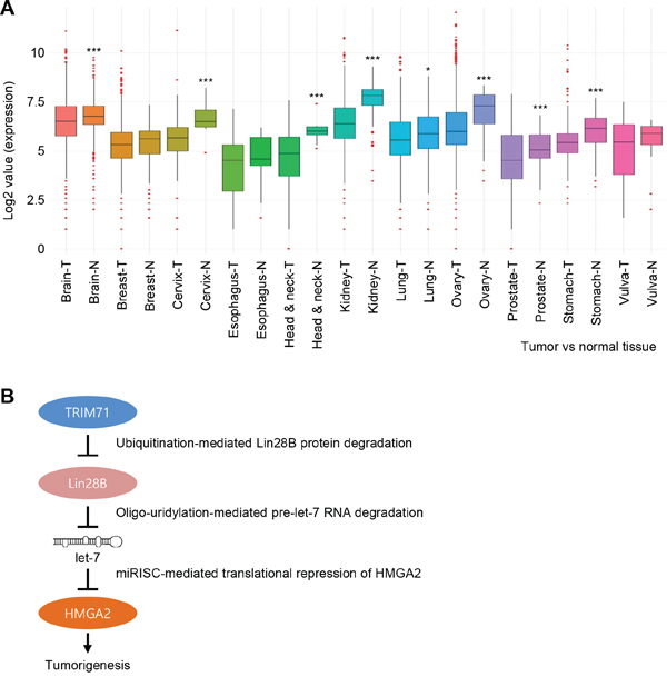 TRIM71 expression is downregulated in various cancer patient tissues.