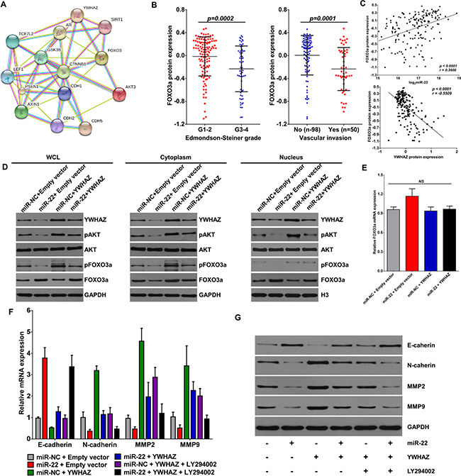 miR-22 promotes the nuclear re-input of FOXO3a via inhibiting YWHAZ expression.