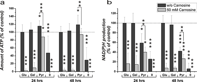 Amount of ATP in cell lysates and NAD(P)H production in the line U87 under the influence of glucose, galactose or pyruvate and carnosine after pre-starvation.