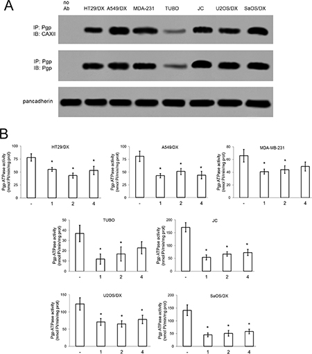 Effects of compound 1, 2 and 4 on Pgp activity.