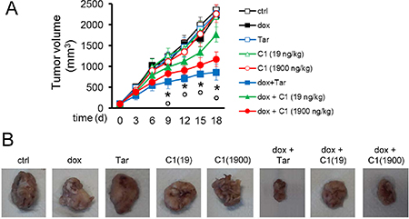 In vivo efficacy of compound 1 and doxorubicin against drug-resistant breast tumors.