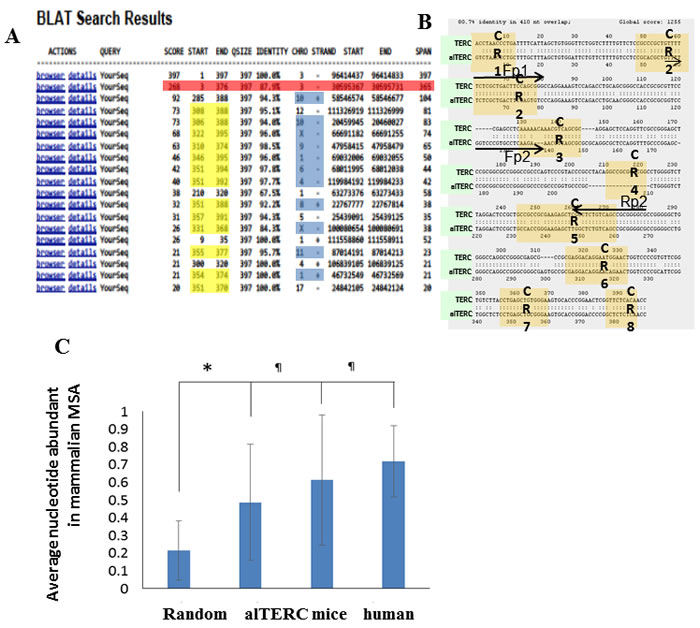 Identification of additional TERC gene in mouse genome using BLAT analysis.