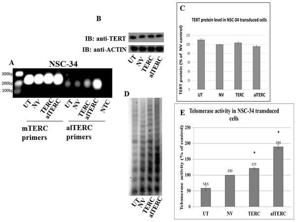Stable overexpression of mTERC and alTERC increased telomerase activity in NSC-34 cells.