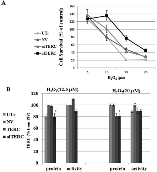 alTERC protects NSC-34 cells from oxidative stress without affecting TERT expression.