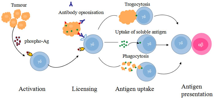 Ag presentation functions of &#x3b3;&#x3b4; T cells.