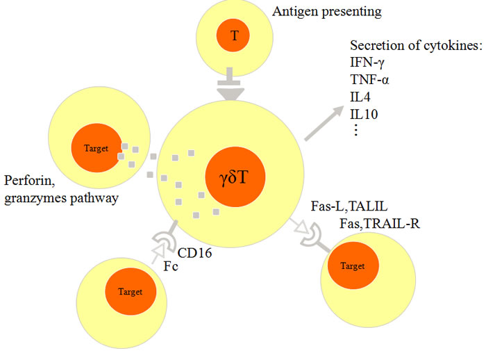 Schematic figure of anti-tumor activity of &#x3b3;&#x3b4; T cells.