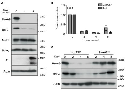 Downregulated HoxA9 expression results in loss of Bcl-2 expression.