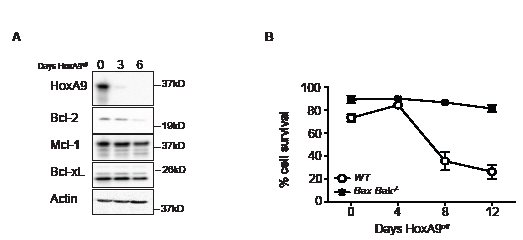 Decline in Bcl-2 expression in HoxA9-dependent myeloid cells is independent of apoptotic cell death.