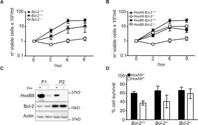 Bcl-2 is required for HoxA9-dependent immortalization of myeloid cells.