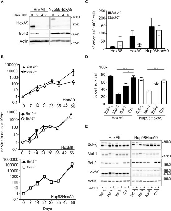 HoxA9-dependent hematopoietic cells but not Nup98-HoxA9 or HoxB8, requires Bcl-2 expression for immortalization and survival.