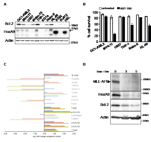 Association between HoxA9 and Bcl-2 expression in human leukemic lines.