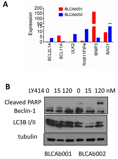 Differential expression and modulation of autophagy in BLCAb001 and BLCAb002.