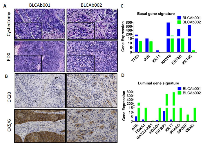 Histological and molecular representation of BLCAb001 and BLCAb002.